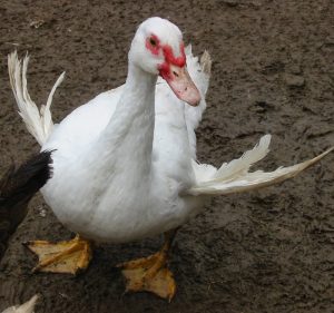 duck angel wings muscovy